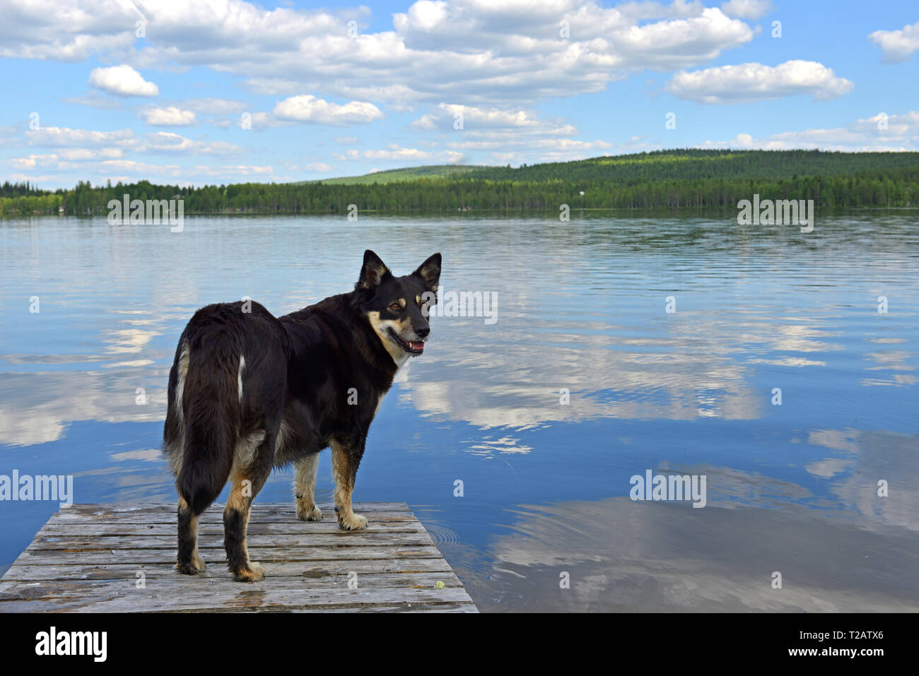 Lapponian herder (Lapinporokoira o carenza di Lapp renne cane o Lapsk Vallhund) sullo sfondo del lago blu e azzurro del cielo. La Lapponia finlandese Foto Stock