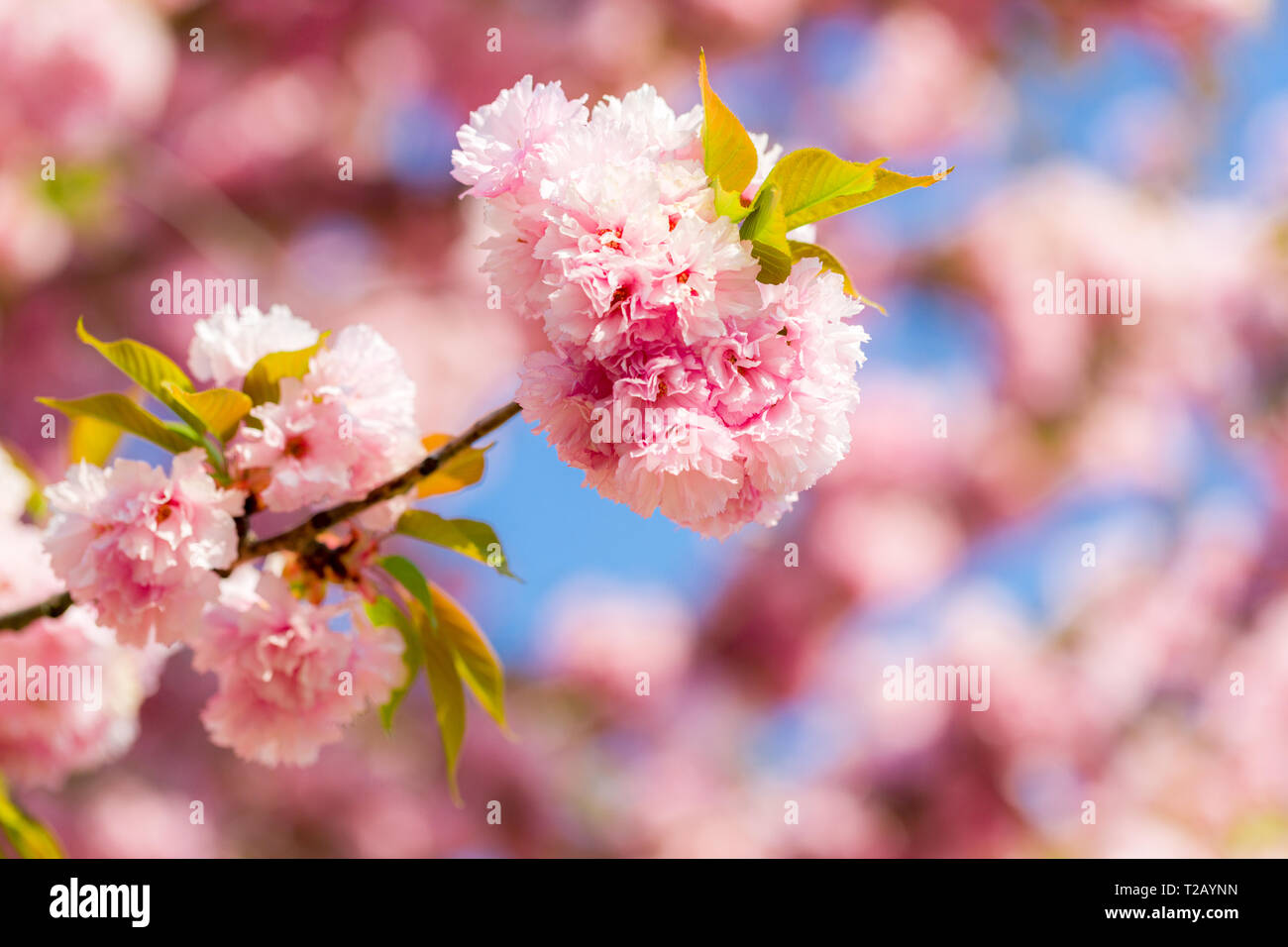 Splendida Fioritura di ciliegio con delicati fiori di spugna. Fioritura rosa dei rami di ciliegia giapponese Prunus serrulata Kanzan Foto Stock