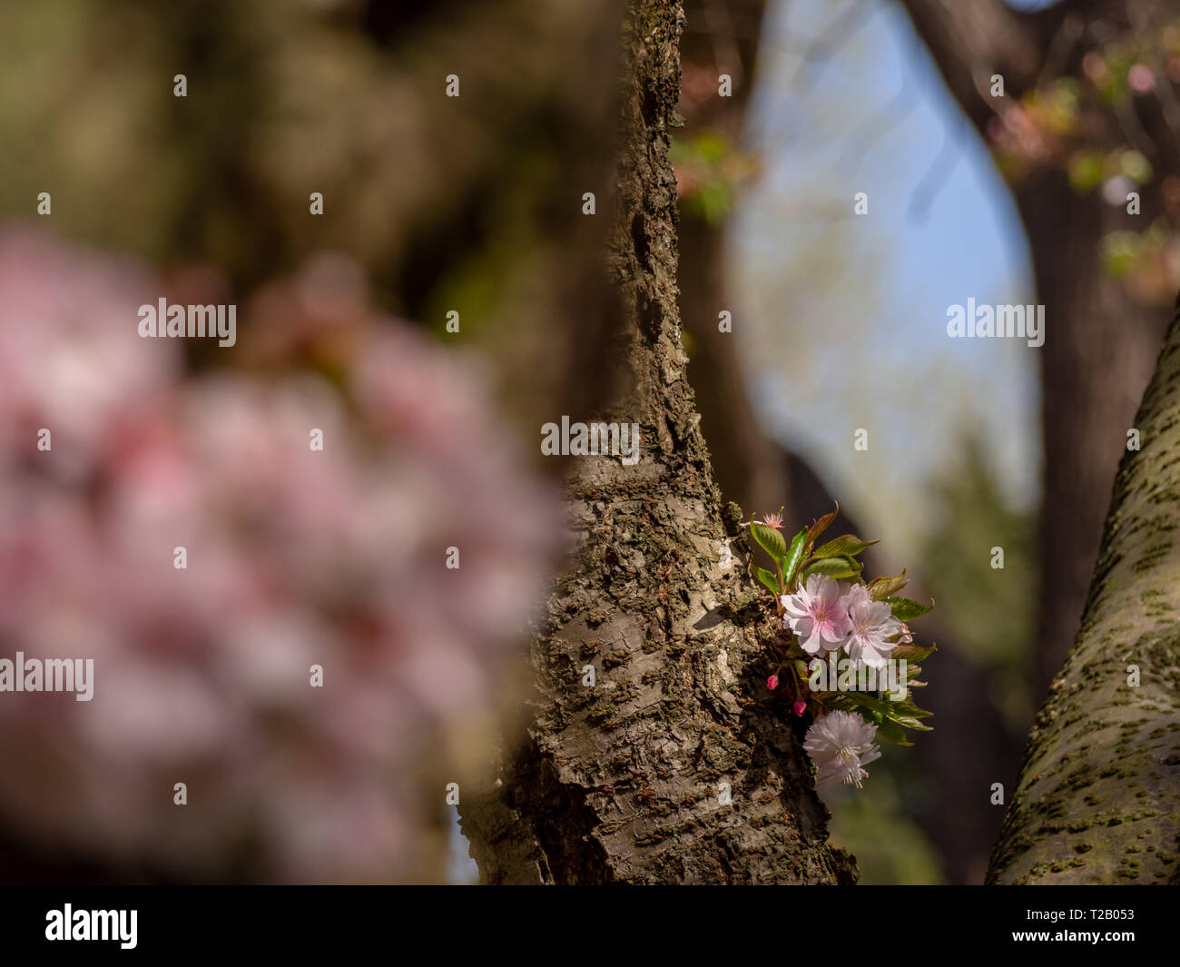 Giovane germoglio di ciliegio che cresce dal tronco di albero che mostra alcuni fiori. Messa a fuoco selettiva e sfocata fore- e lo sfondo Foto Stock