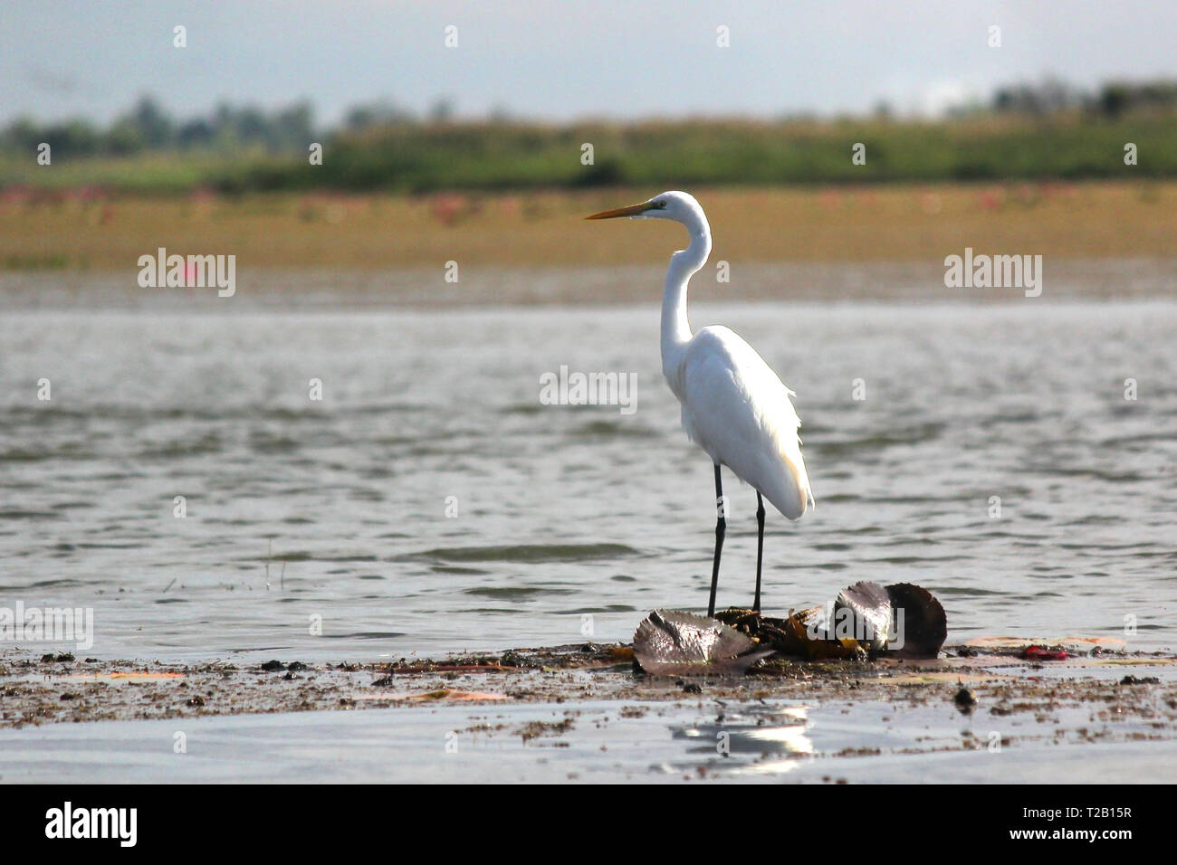 Foto di airone bianco su un lago Foto Stock