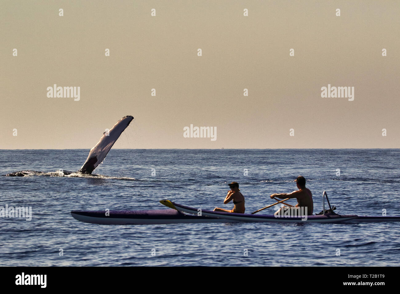 Kayakers avvistamento balene Humpback durante la stagione di Maui. Foto Stock