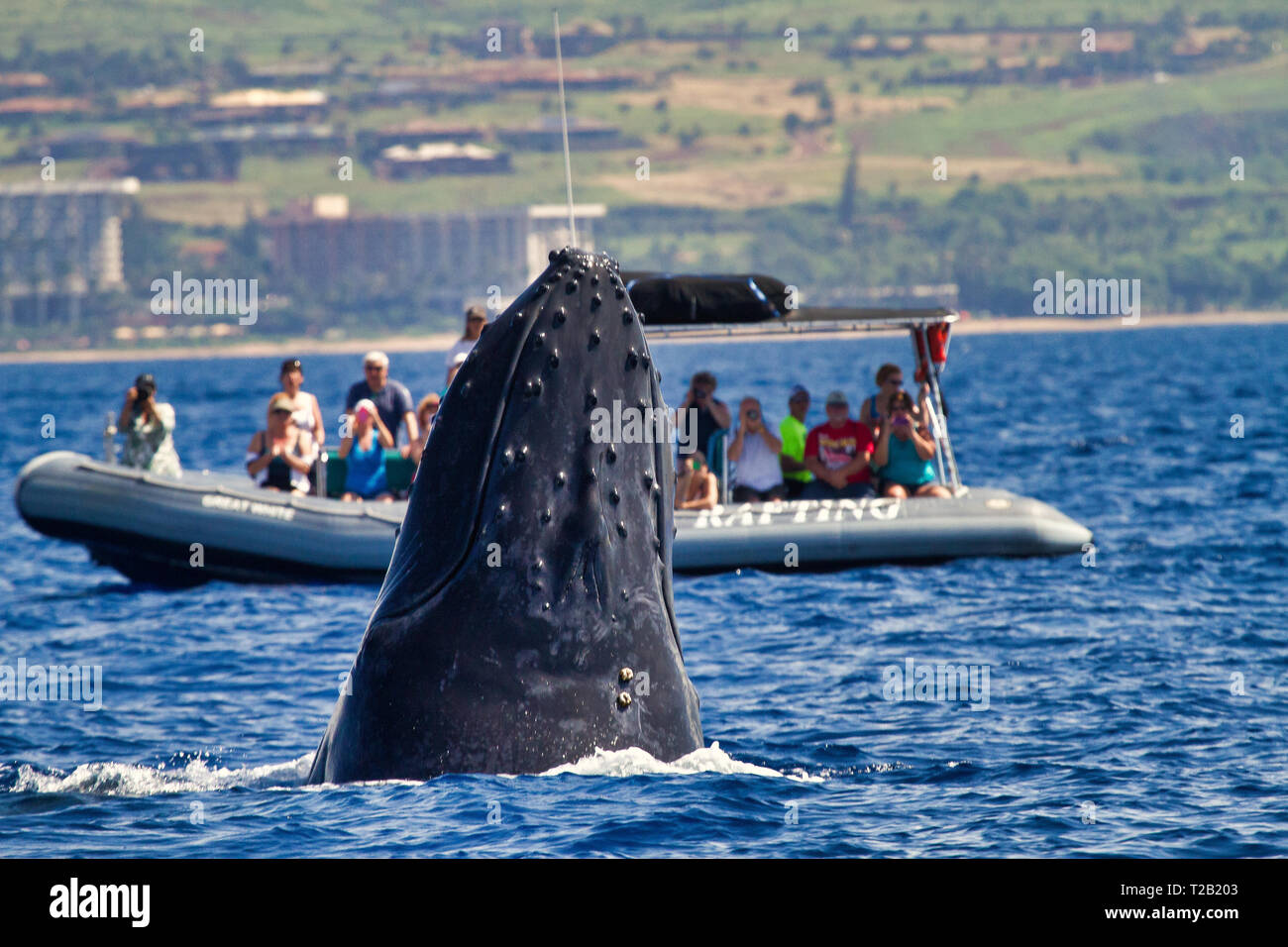 Grandi Humpback Whale watching persone su un Whale Watch zattera. Foto Stock