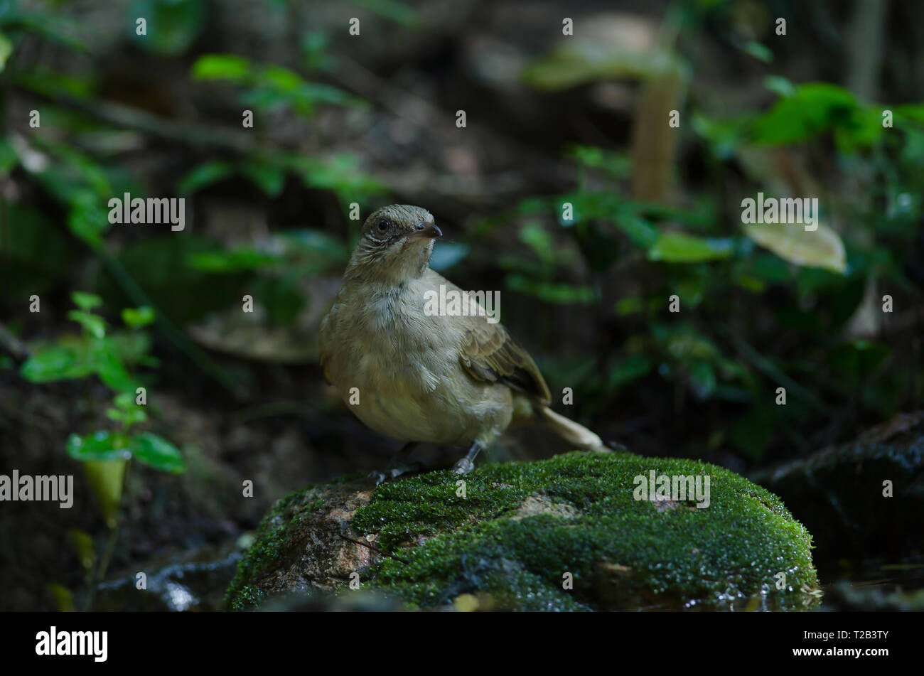 Stripe-throated Bulbul su un ramo (Pycnonotus finlaysoni) Foto Stock