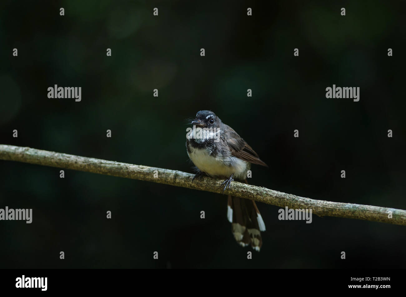 Malaysian Pied fiocco (Rhipidura Javanica) nella foresta Foto Stock