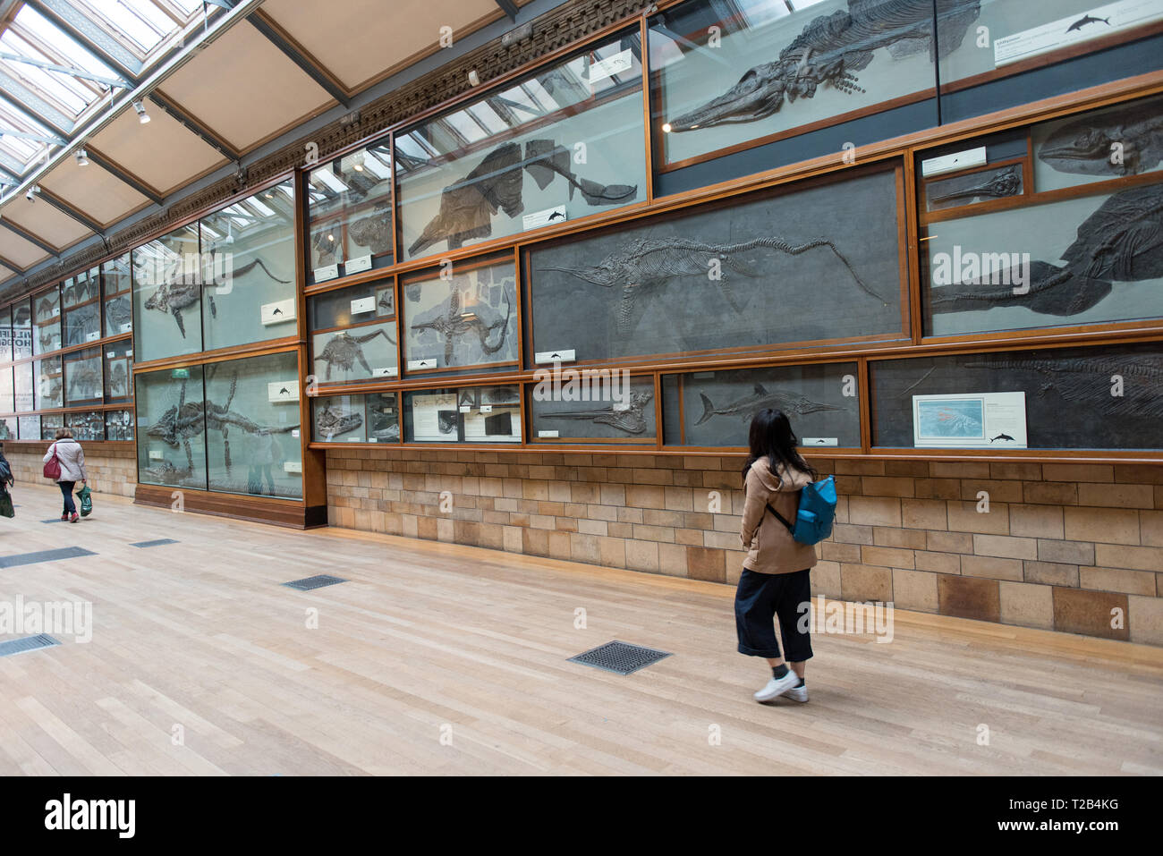 LONDON, Regno Unito - 22 Marzo 2019: i turisti che visitano la Ichthyosaurus fossili di rettili marini Gallery nel Museo di Storia Naturale Foto Stock