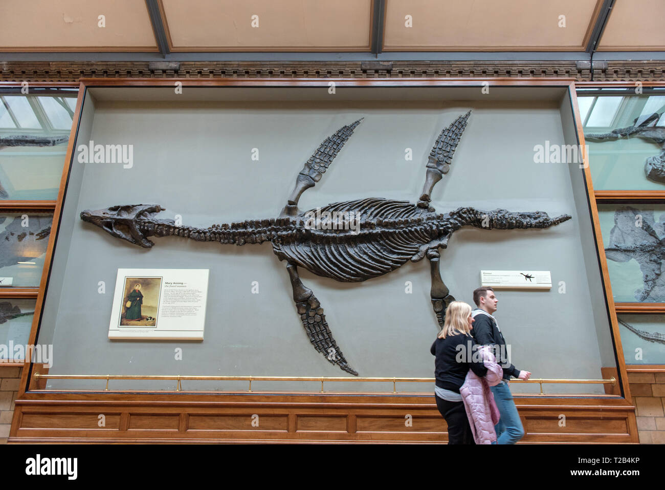 LONDON, Regno Unito - 22 Marzo 2019: i turisti che visitano la Ichthyosaurus fossili di rettili marini Gallery nel Museo di Storia Naturale Foto Stock