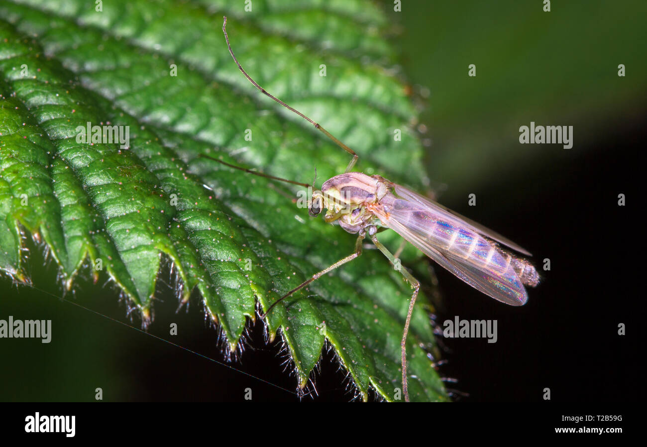Una zanzara di grandi dimensioni con ali iridescenti trovati e fotografati su una foglia di notte a Wood Lane Riserva Naturale nello Shropshire, Inghilterra. Foto Stock