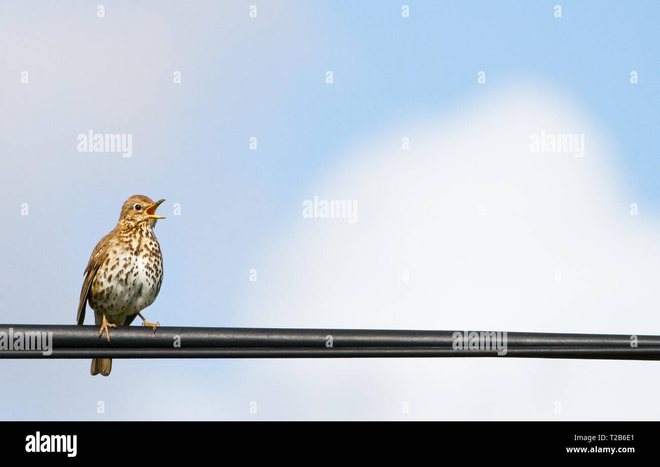 Delle Ebridi Tordo (Turdus philomelos hebridensis) cantare mentre arroccato su una linea di potenza sull'isola di Islay, Scozia. Foto Stock