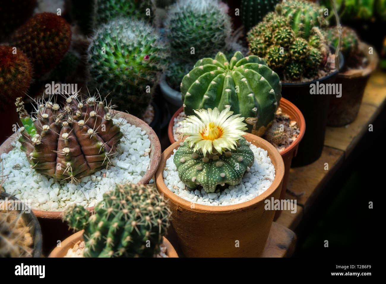 Mini cactus in casa decorazione delle collezioni con la natura di bassa illuminazione. Foto Stock