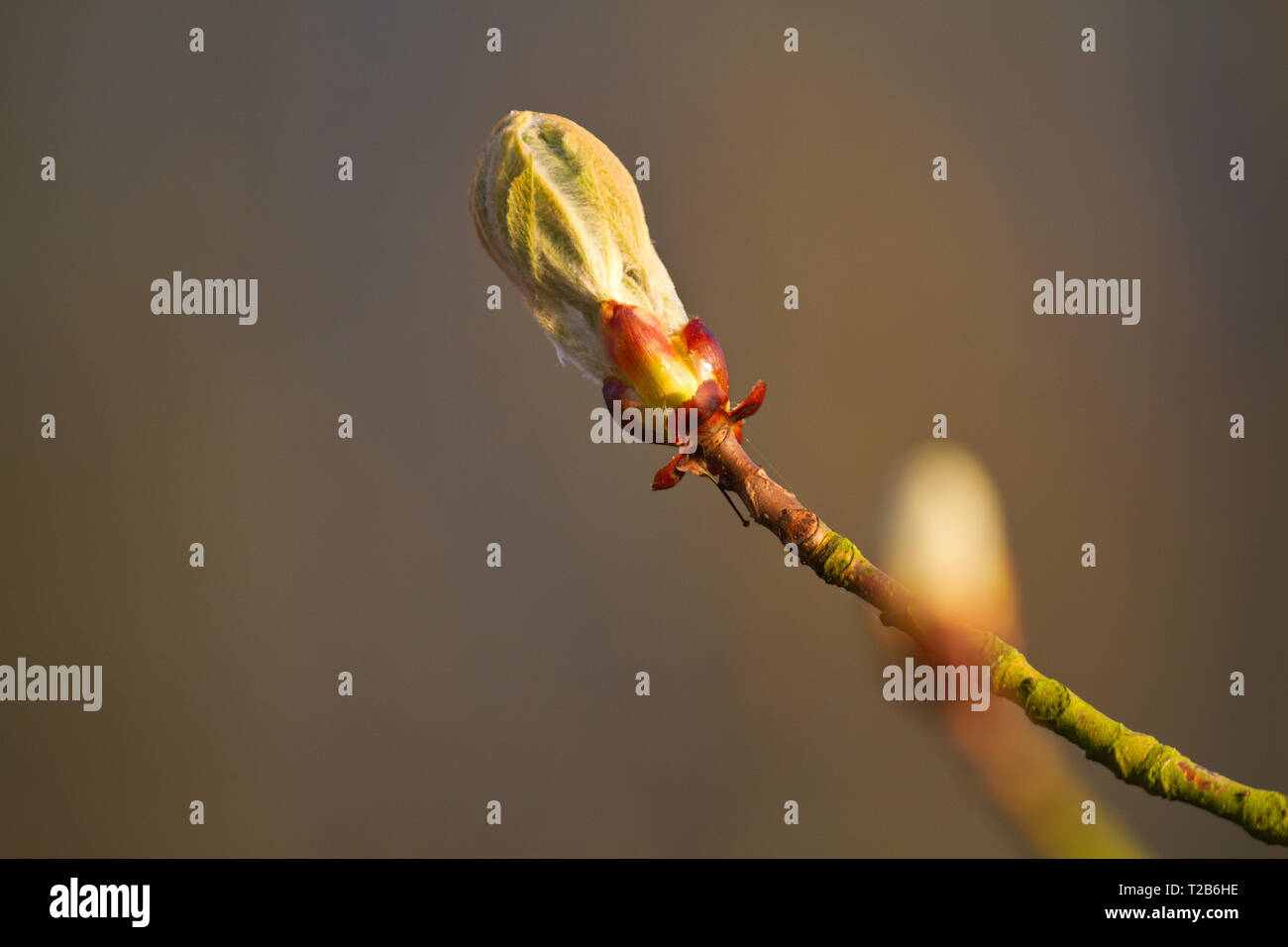 Bud di Conker albero o ippocastano (Aesculus hippocastanum) in primavera Foto Stock
