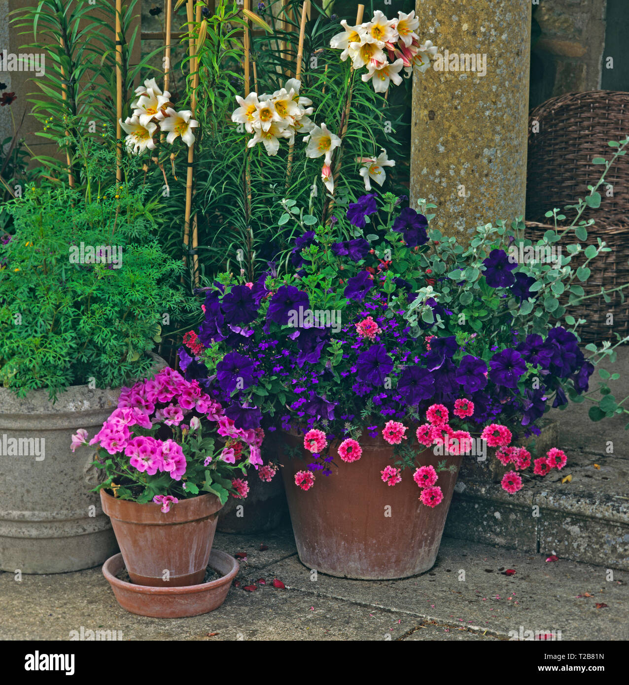 Una terrazza in pietra con colouful piantato contenitori di Lillies, gerani e nella petunia Foto Stock