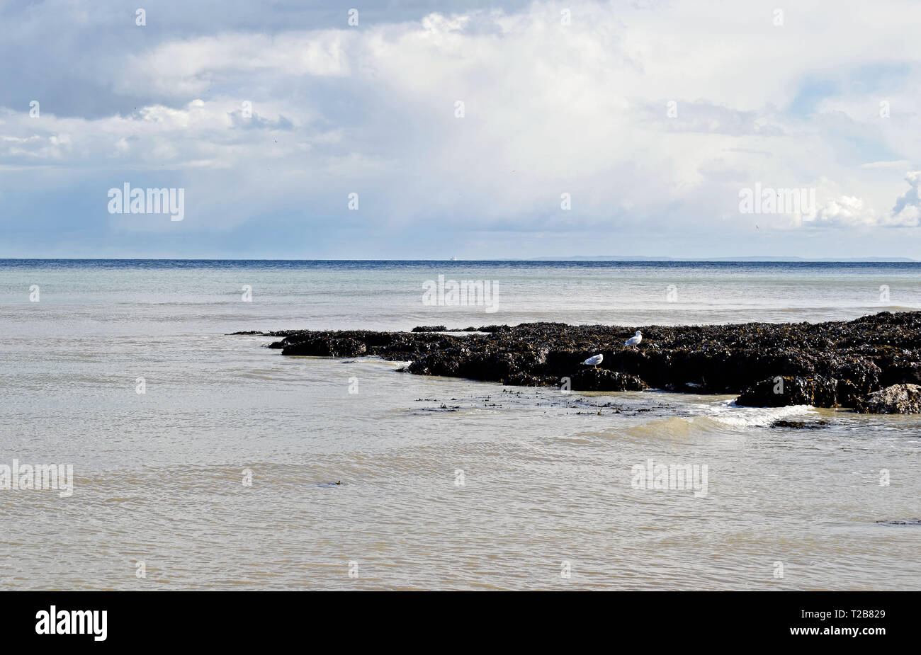 Alghe che ricopre le rocce nel mare blu Foto Stock