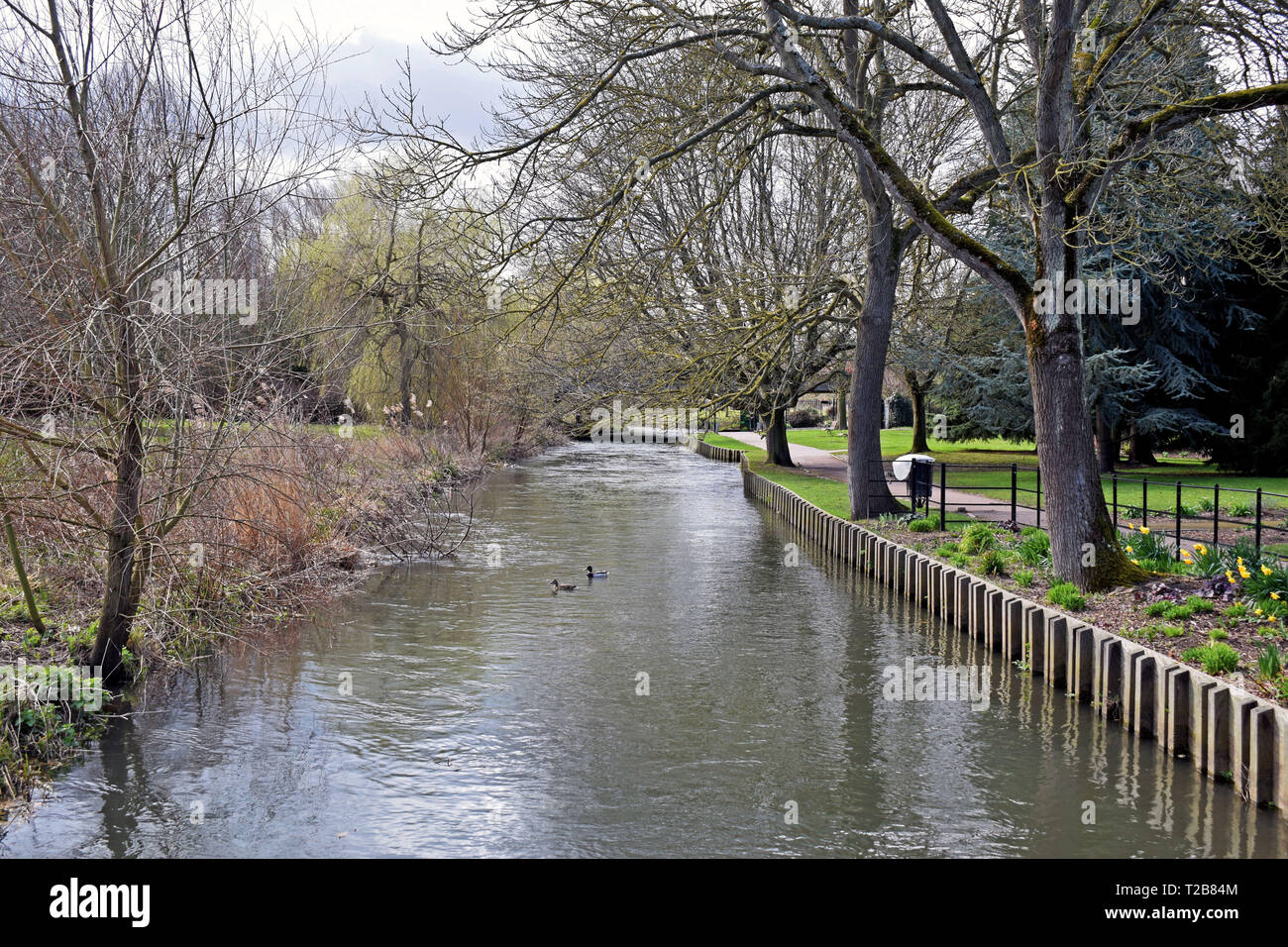 Scena di fiume preso in Westgate Gardens Canterbury Kent Foto Stock