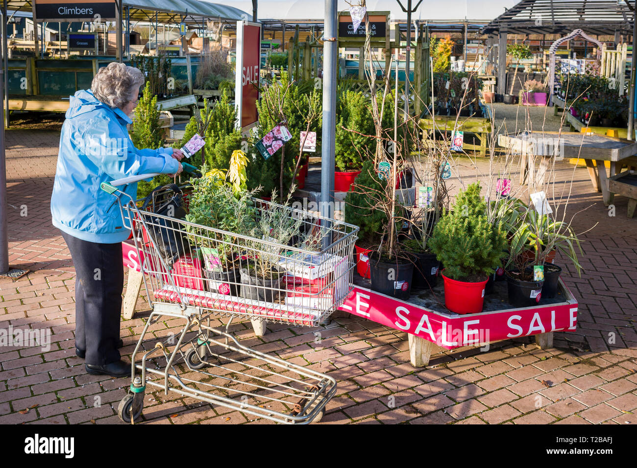 Una signora pensionato che prende in considerazione le piante in vendita in un giardino center nel mese di gennaio a prezzi di liquidazione nel Regno Unito Foto Stock