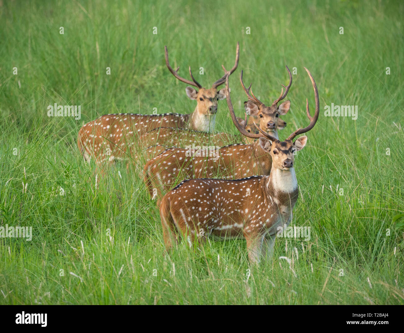 Sika macchiato o allevamento di cervi in erba elefante. La fauna selvatica e la foto di animali. Giapponese deer Cervus nippon Foto Stock