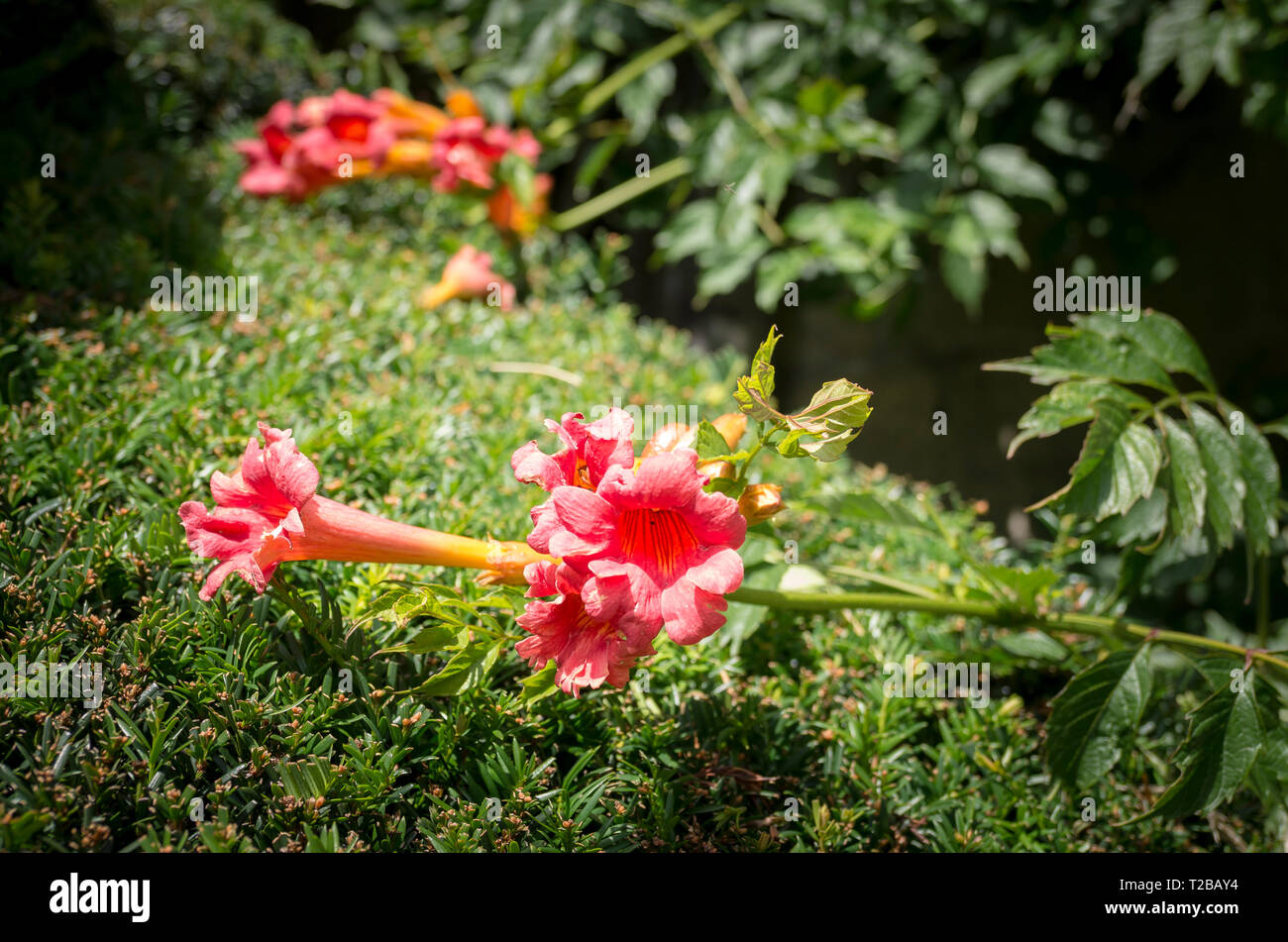 Campsis x tagliabuana Madame Galen in fiore in un giardino inglese nel mese di luglio Foto Stock