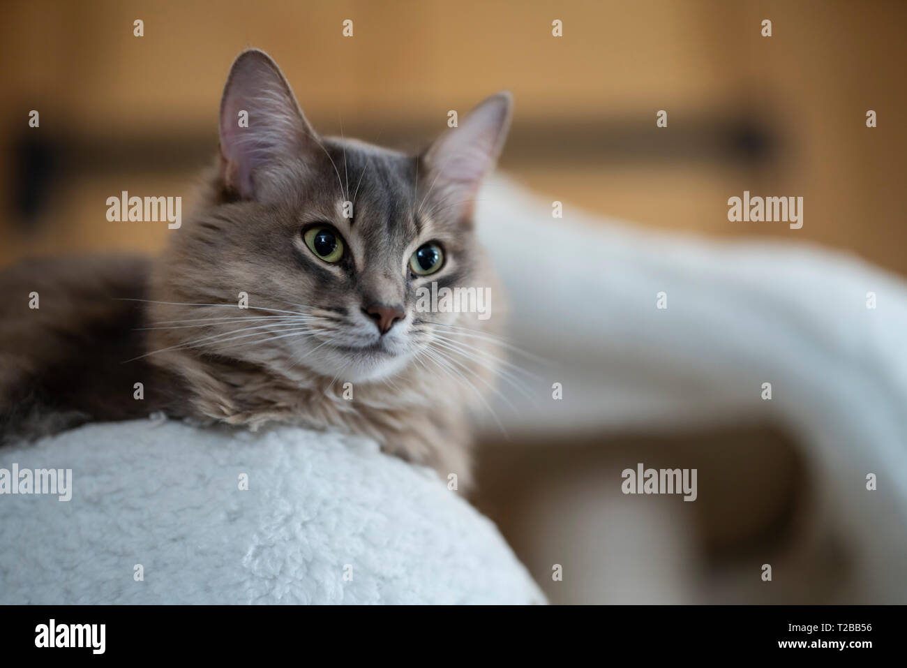 Somalo di gatto di razza, pedigree blu (diluire usuale). Shadow è un 4-anno-vecchio maschio in questa immagine. Foto Stock