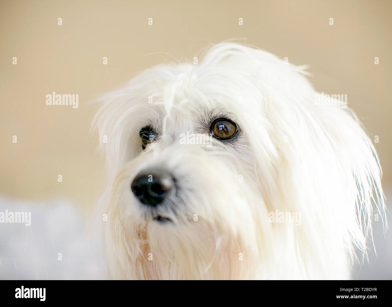 In prossimità di grandi brown eyed cane bianco Foto Stock