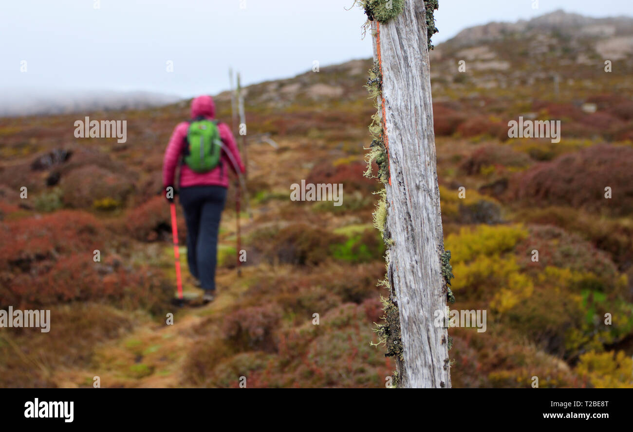 Donna di mezza età vestito in tempo freddo escursionismo vestiti camminando sul Po' inferno escursionismo pista di Ben Lomond National Park nel nord della Tasmania. T Foto Stock