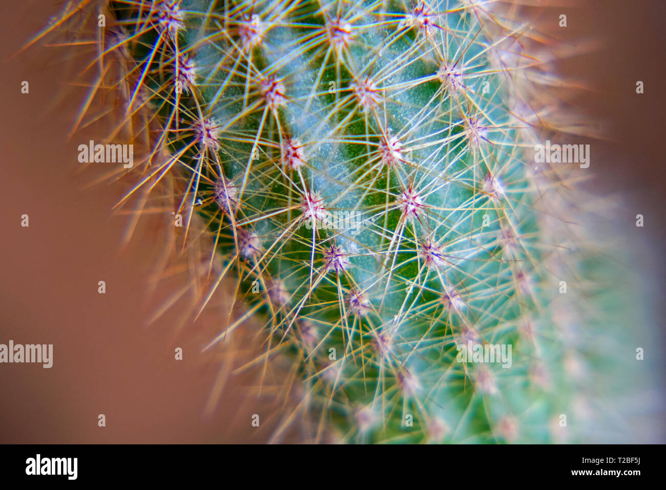 Il corpo di un verde cactus con aghi sporgenti. Messa a fuoco selettiva Foto Stock