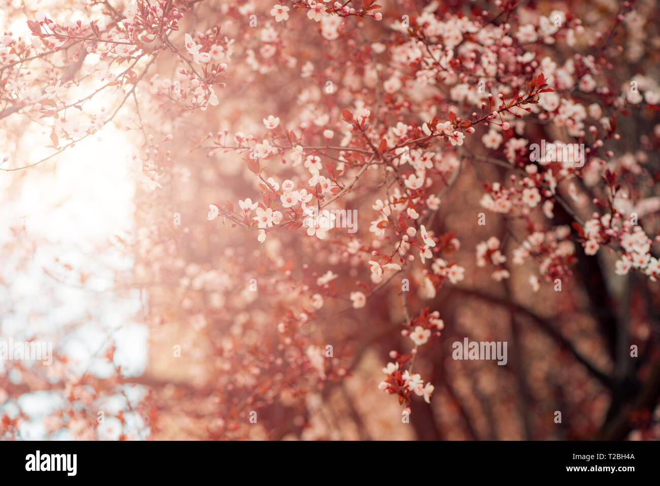 Wild cherry tree fiore in primavera, la bellezza della natura Foto Stock