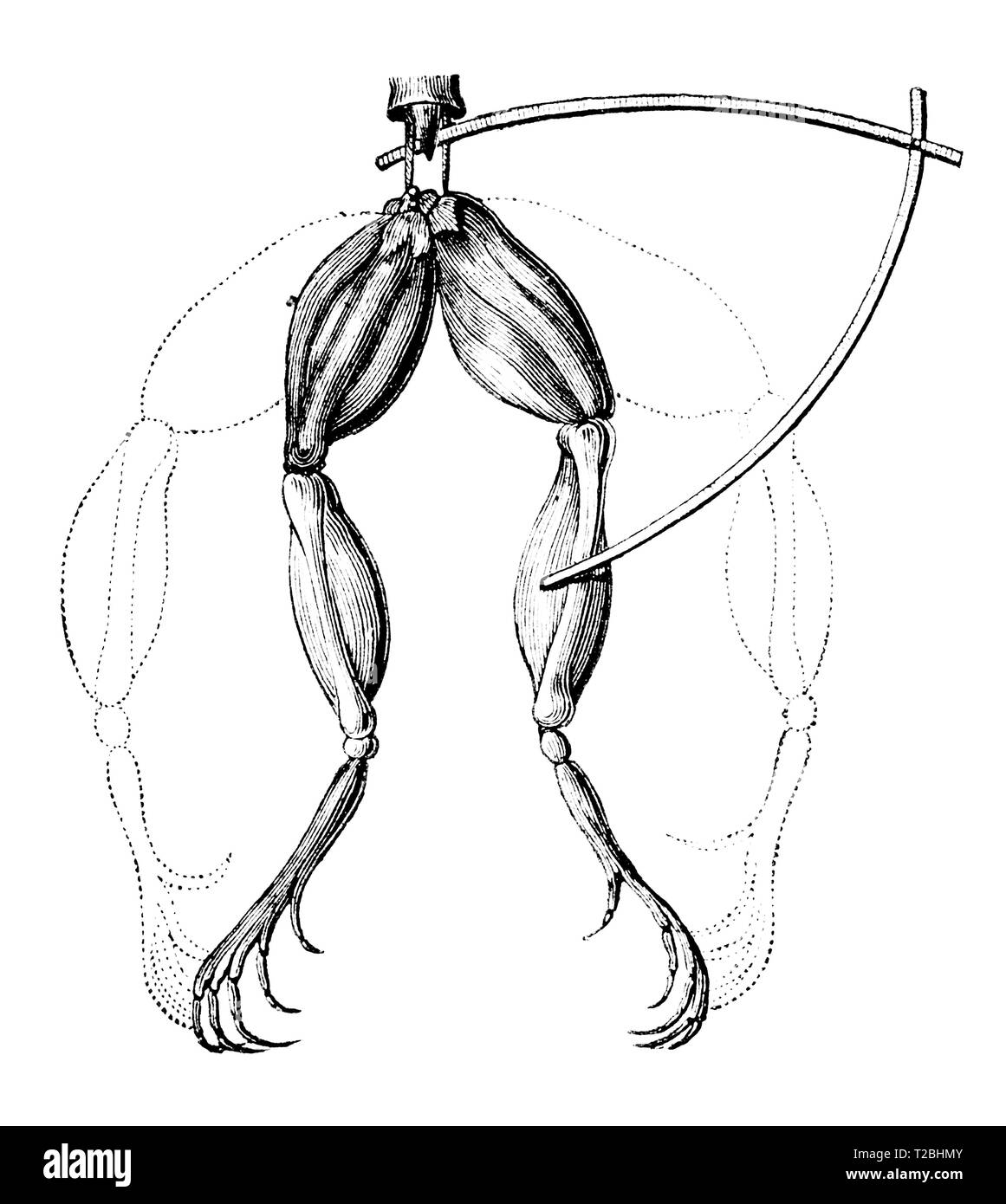 Luigi Galvani fisico italiano (1737-1798) ha scoperto che i muscoli delle morti di cosce di rane ebbe un sussulto quando colpita da una scintilla elettrica. Oggi, lo studio degli effetti galvanici in biologia è chiamato di elettrofisiologia. Foto Stock