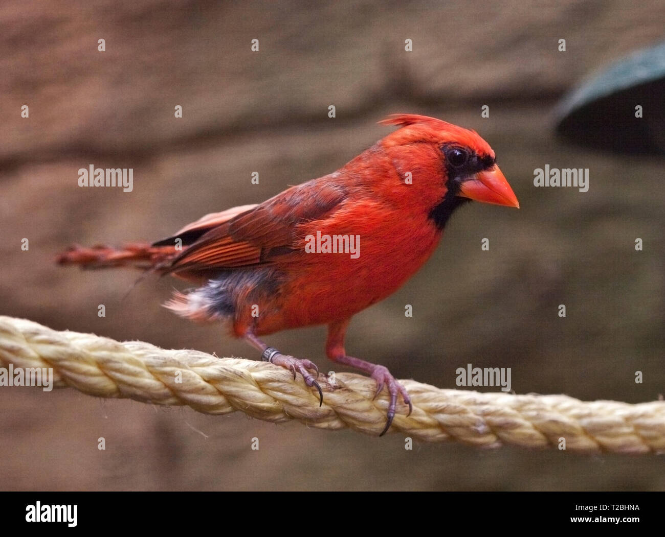 Il Cardinale settentrionale (cardinalis cardinalis) Foto Stock