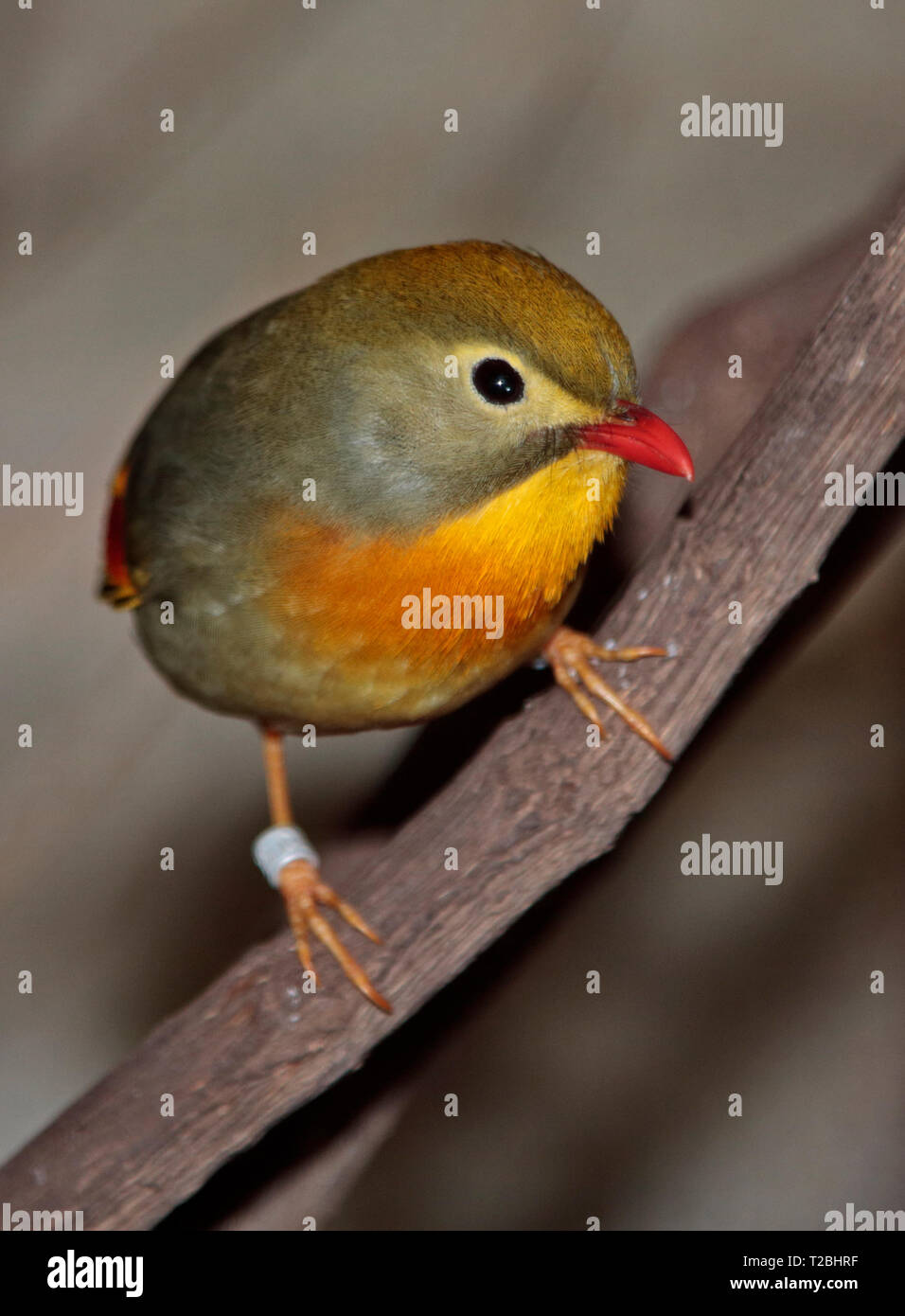 Pekin Robin (leiothrix lutea) Foto Stock