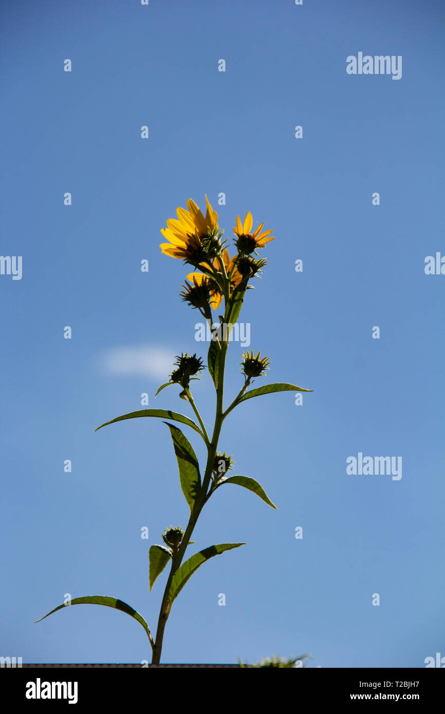 Nel cielo di autunno Foto Stock
