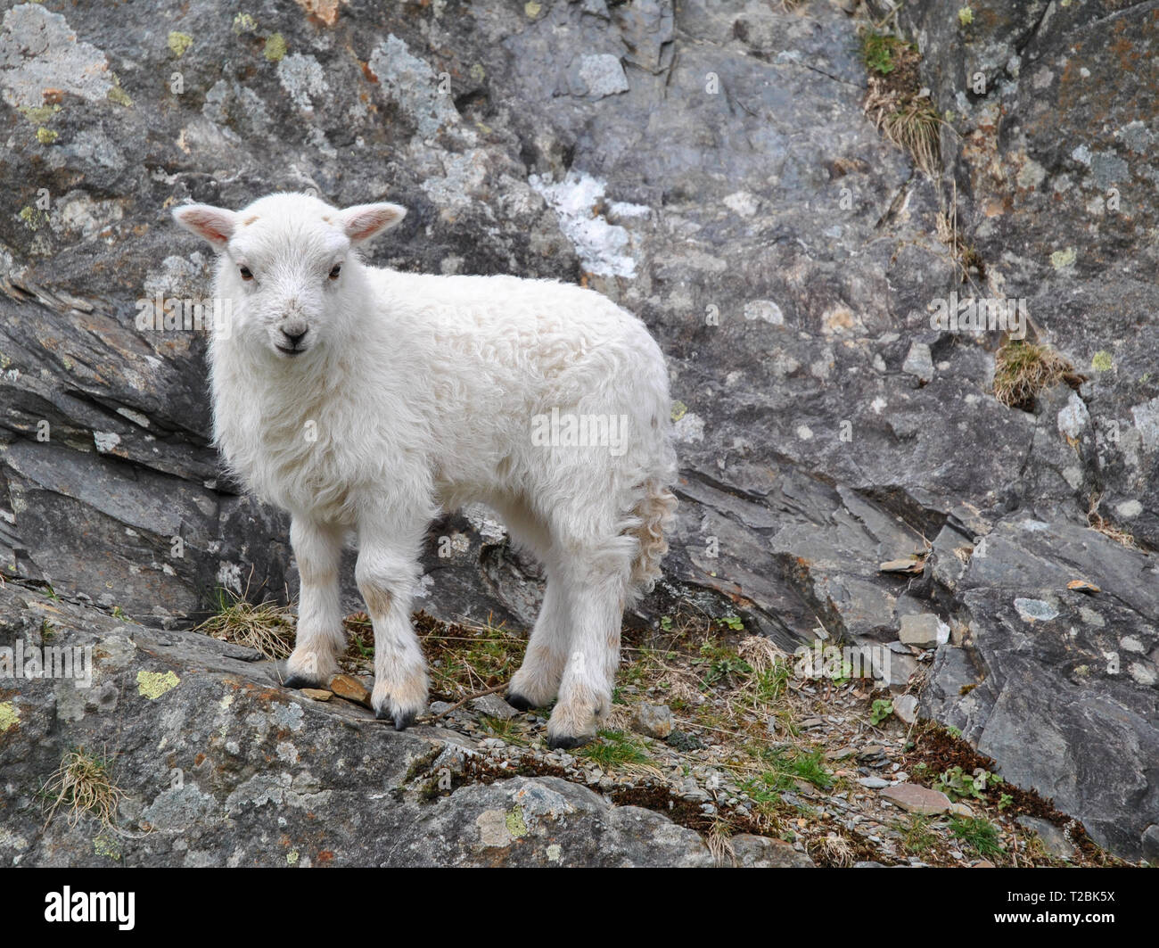 Una molla agnello in piedi contro una parete di roccia Foto Stock