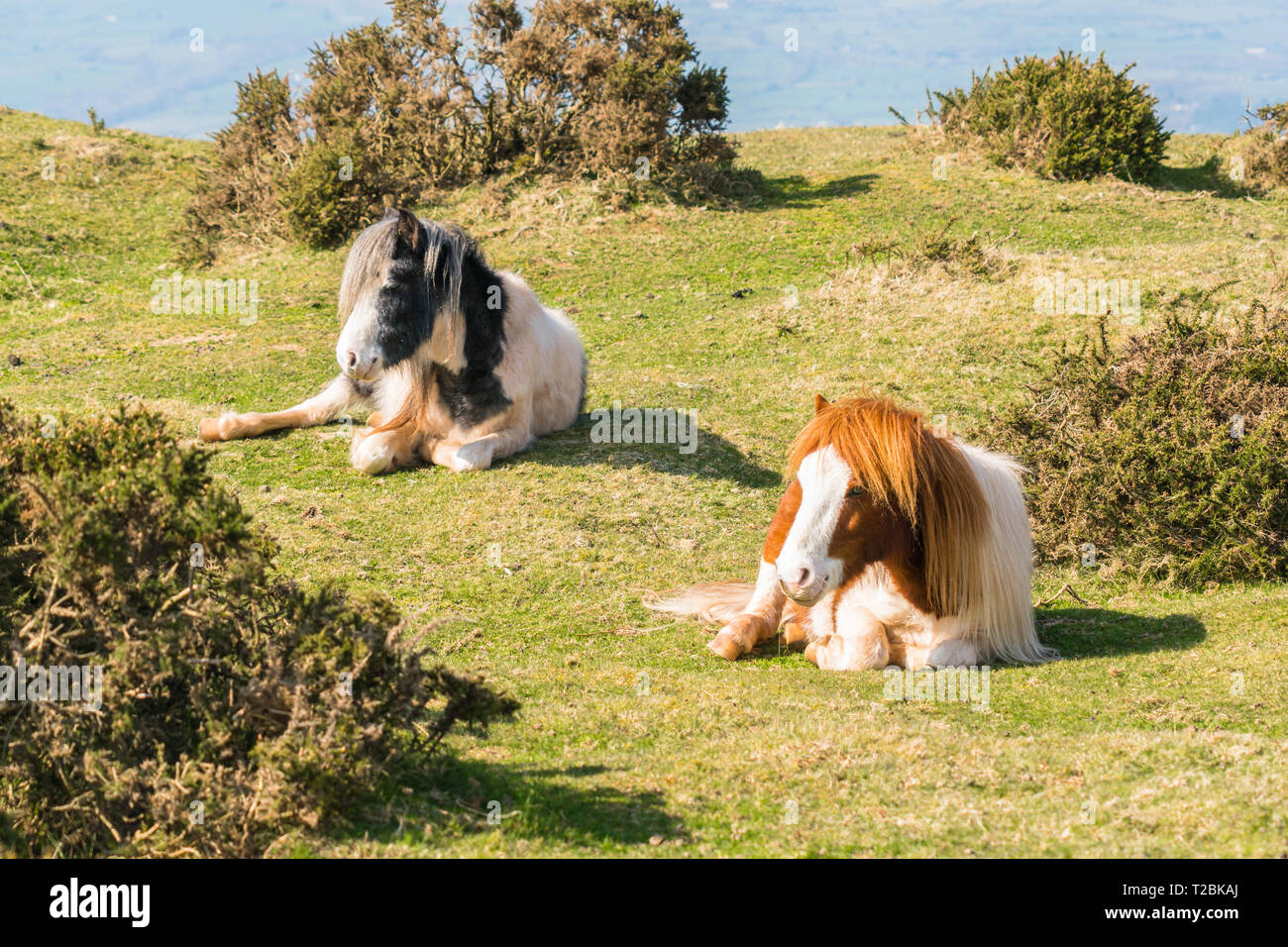 Pony di montagna che stabilisce nel sole del pomeriggio, Hay-on-Wye POWYS REGNO UNITO. Marzo 2019 Foto Stock