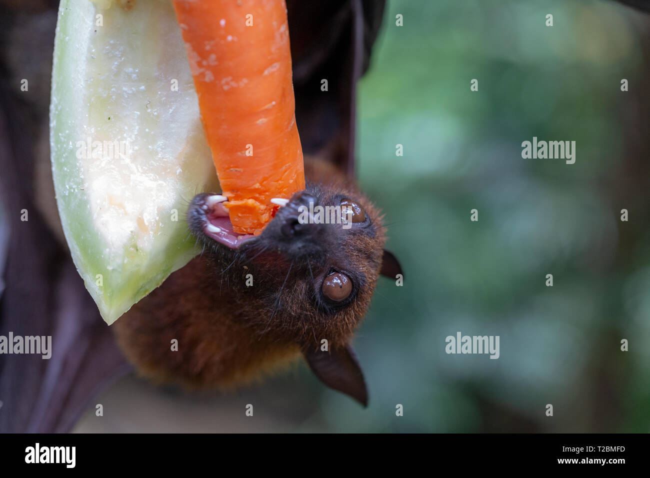 Close up di frutta bat di mangiare da una carota Foto Stock