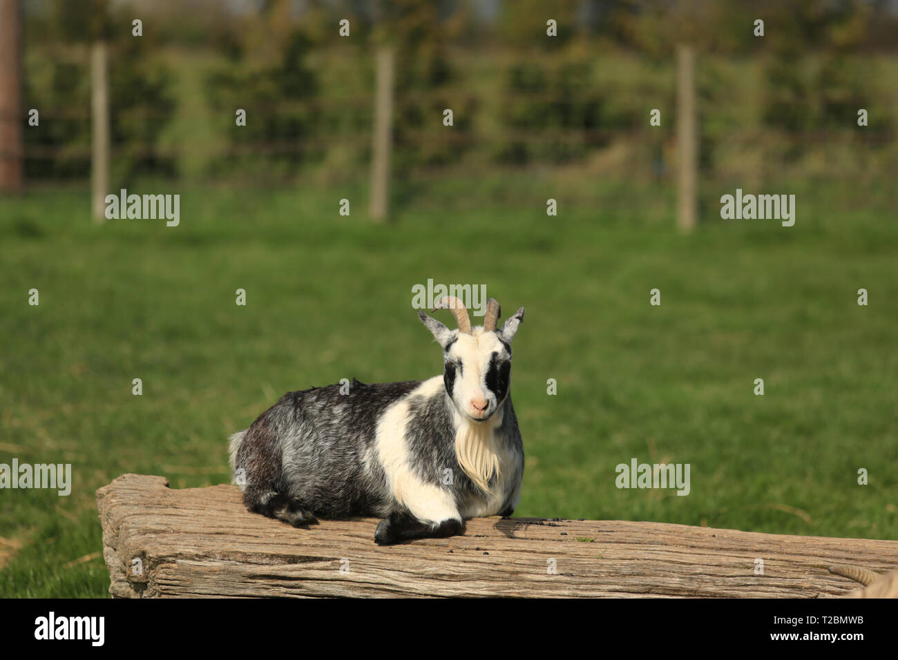 Un pigmeo di capra giacente su un log in il sole. Foto Stock