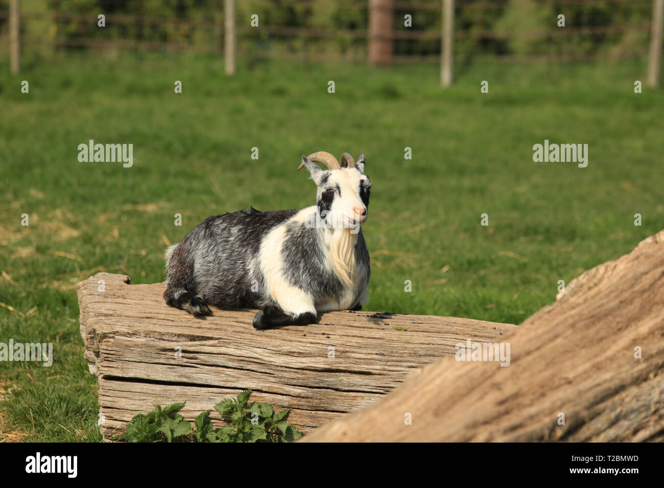 Un pigmeo di capra giacente su un log in il sole. Foto Stock