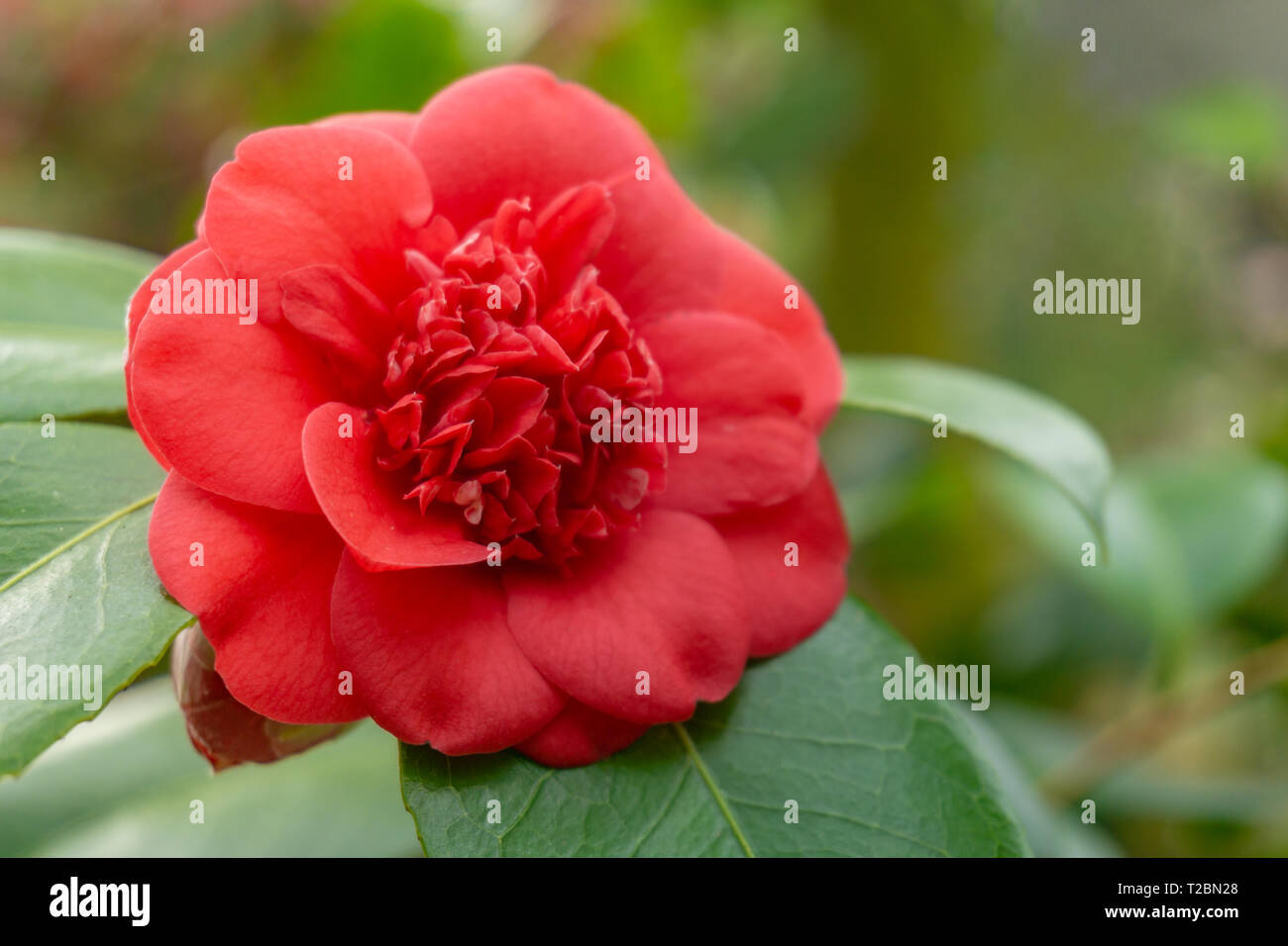 Close-up di un Rosso Camellia japonica (Aprile Trys) in primavera. Vista di una fioritura aprile Trys. Red Camellia japonica fiore. Red japanese camellia. Foto Stock