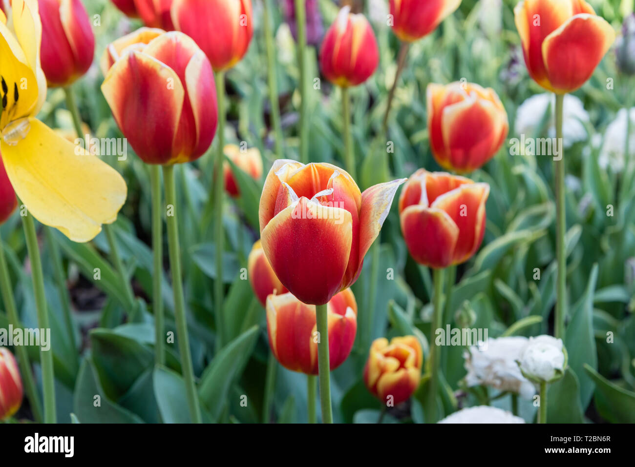 Fantastica rosso e arancione i tulipani in primavera, la California del Sud Foto Stock