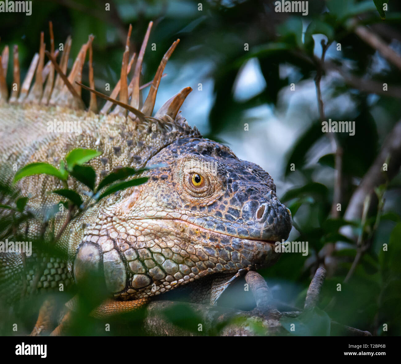 Inserimenti della testa attraverso una apertura nel vegatation un iguana verde muoversi lentamente in avanti con la bocca chiusa Foto Stock