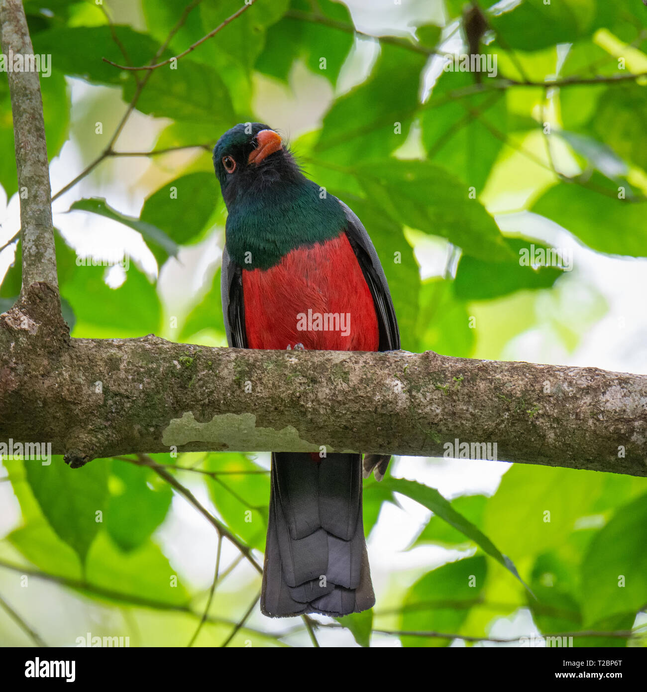 Quizically occhiatura dintorni un Slaty-tailed Trogon visualizza red petto mentre appollaiate su un ramo di spessore Foto Stock