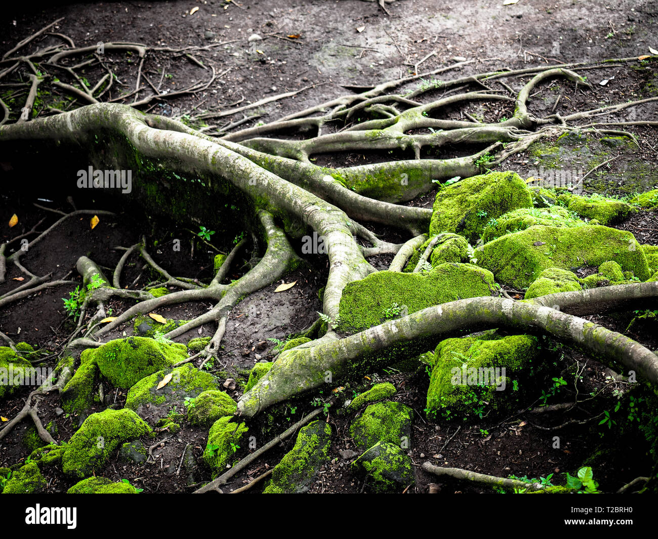 Surreale magia di bosco selvatico in dettagli. Inclinazione albero radici ricoperta da spessi muschio verde contro le piante esotiche sullo sfondo. La lussureggiante vegetazione. Foto Stock