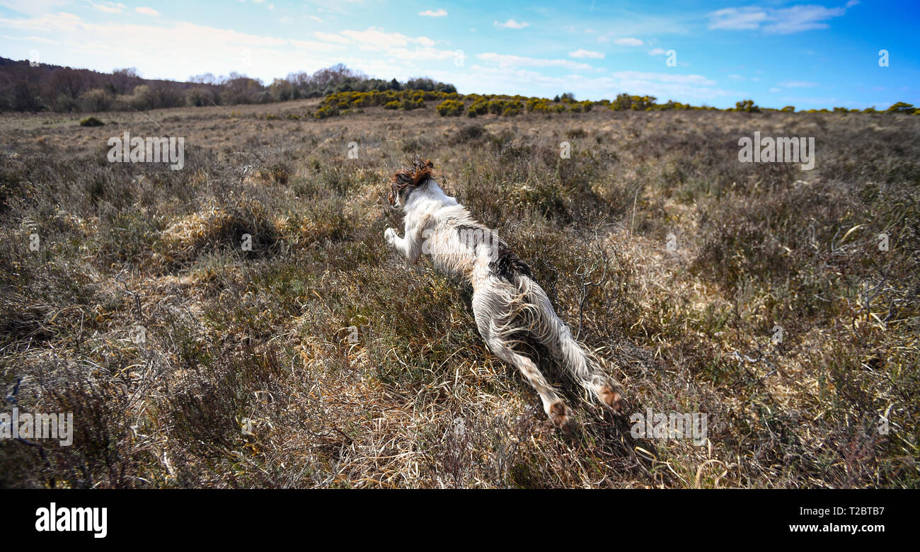 Un English Springer Spaniel corre e molle attraverso brughiera a suonare e a caccia di uccelli. Springer épagneuls hanno un enorme unità per inseguire gli uccelli. Foto Stock