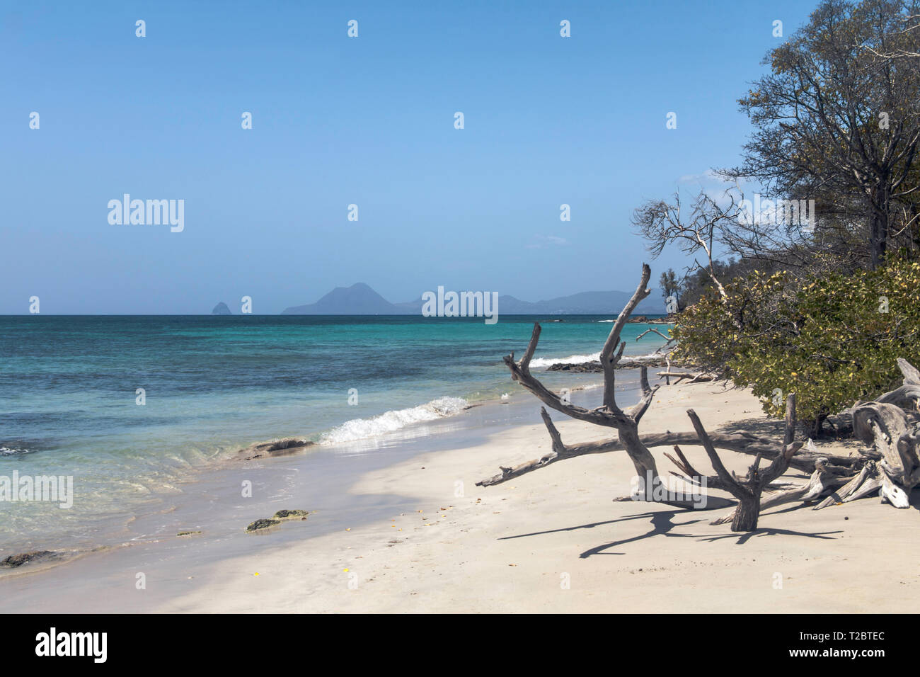 Un tipico touridt ideale carribean spiaggia di sabbia bianca, turquose il mare e la costa della Martinica. Foto Stock