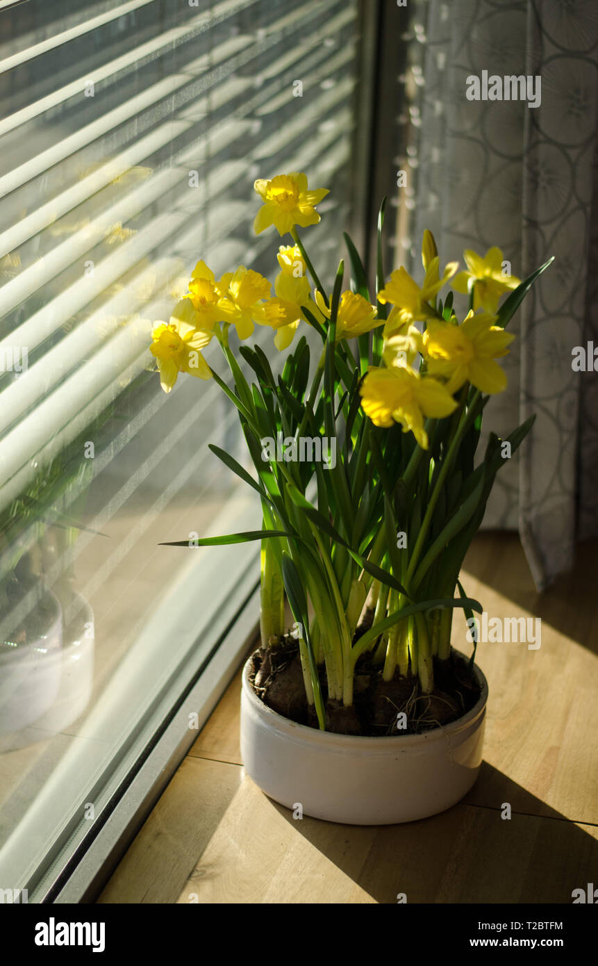 Un gruppo di narcissus pseudonarcissus in una ciotola da una finestra durante eastertime Foto Stock