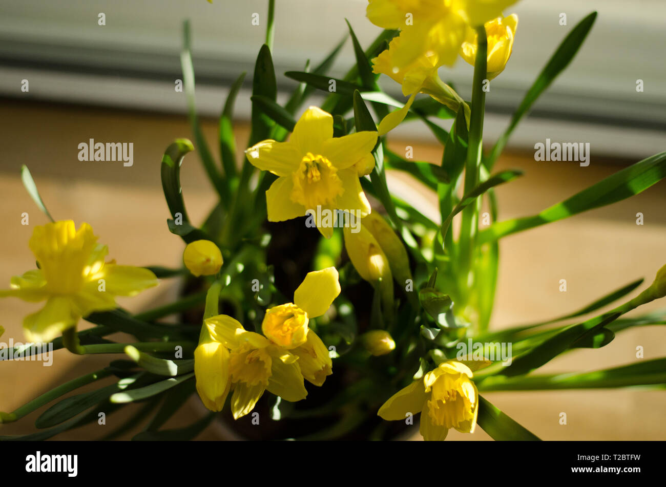 Un gruppo di narcissus pseudonarcissus in una ciotola da una finestra durante eastertime Foto Stock