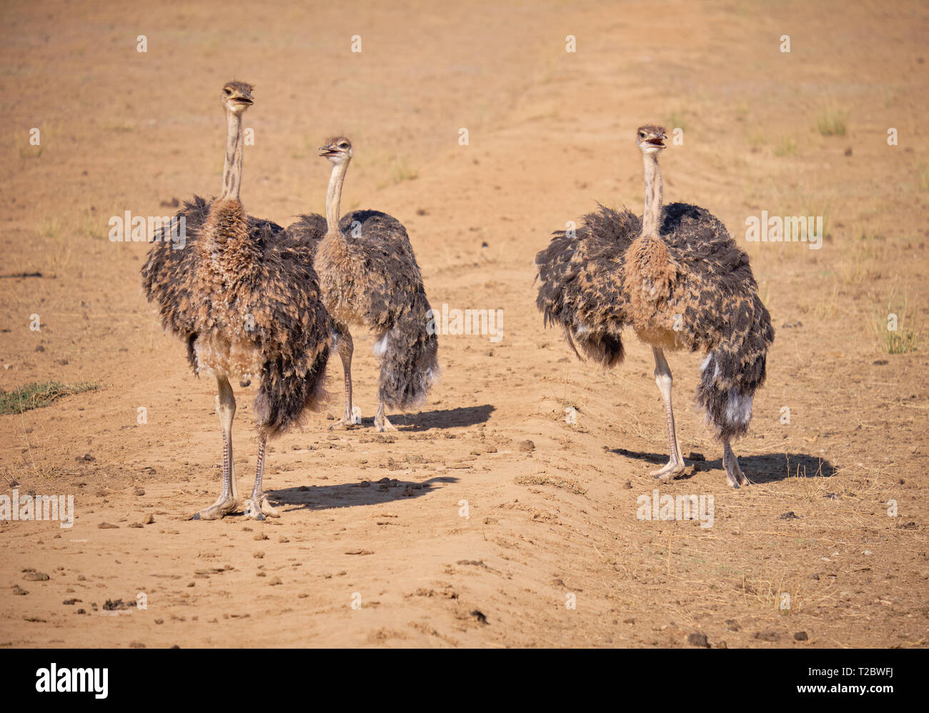 Il novellame di struzzo in piedi nel campo di sporcizia, guardando verso gli spettatori Foto Stock