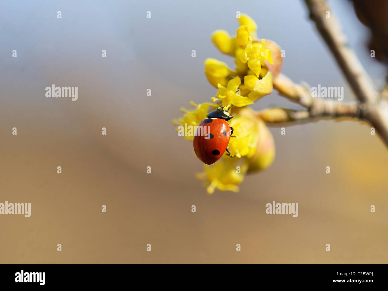 Dettagli di Ladybugs su fiori di primavera Foto Stock