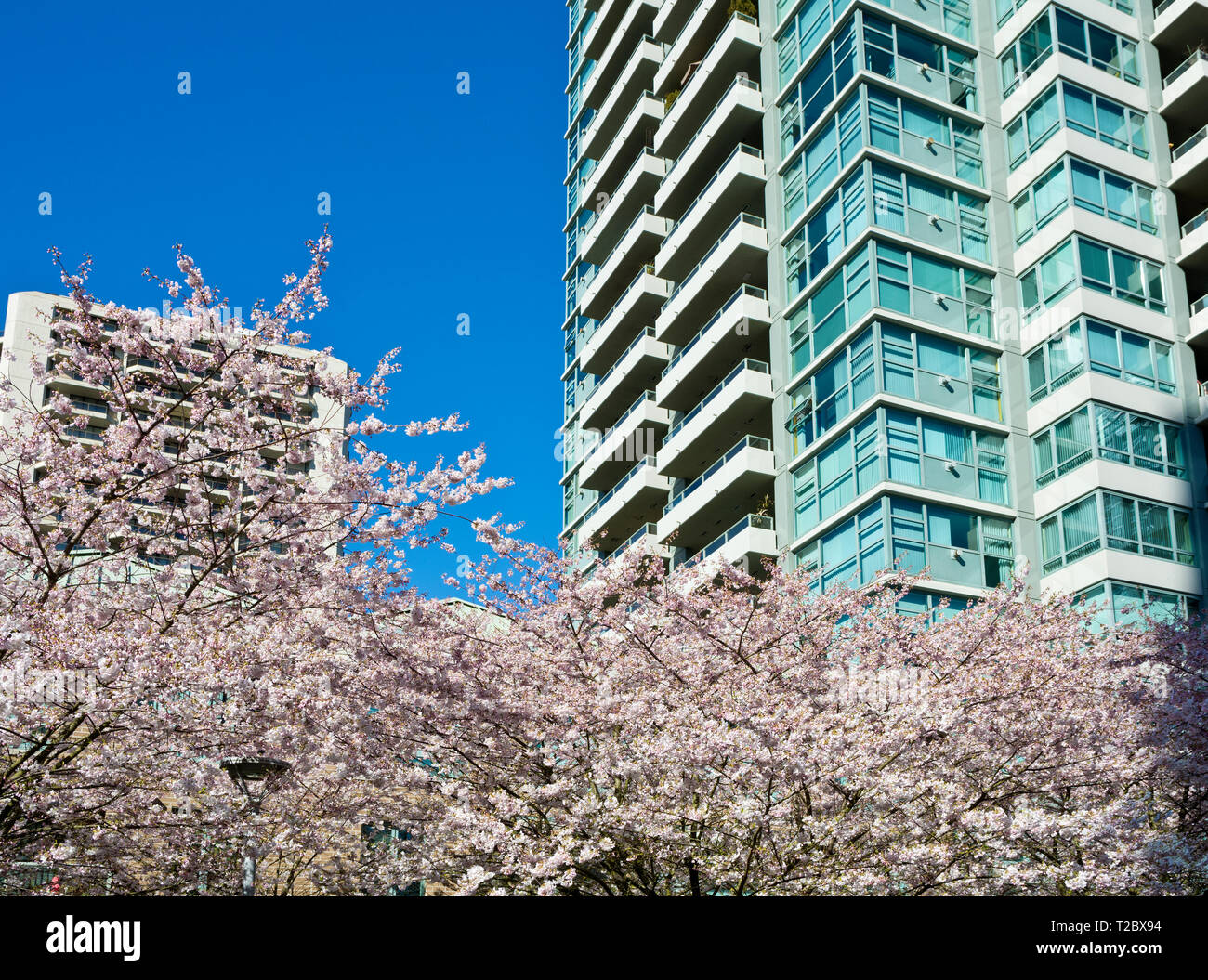 Appartamento edifici con dei ciliegi in fiore alberi in Metro Vancouver (Burnaby, BC, Canada. Foto Stock