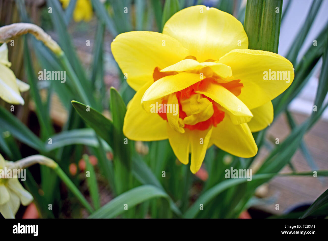 Una chiusura di un isolato giallo e arancione Daffodil in pieno fiore con foglie verdi in background Foto Stock