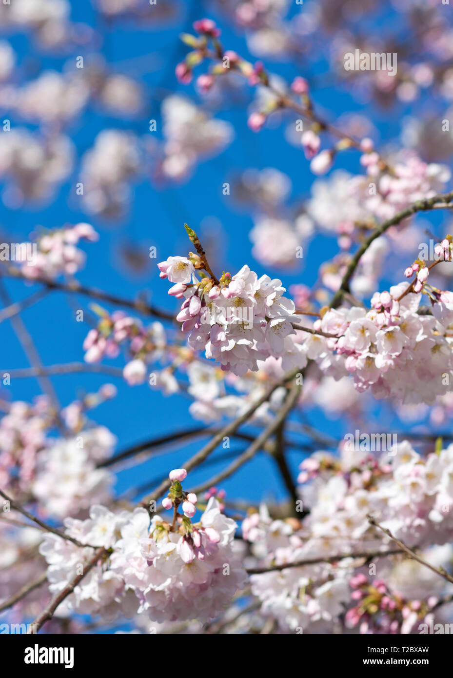Akebono rosa fiori di ciliegio su rami contro un cielo blu. Foto Stock