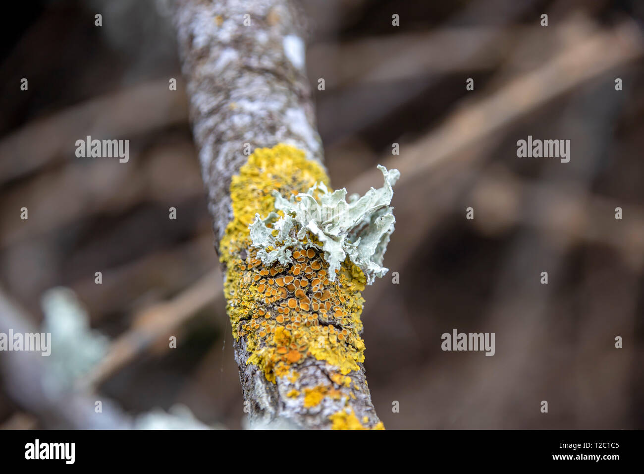 Giallo e Bianco lichen sul ramo di un albero da vicino Foto Stock