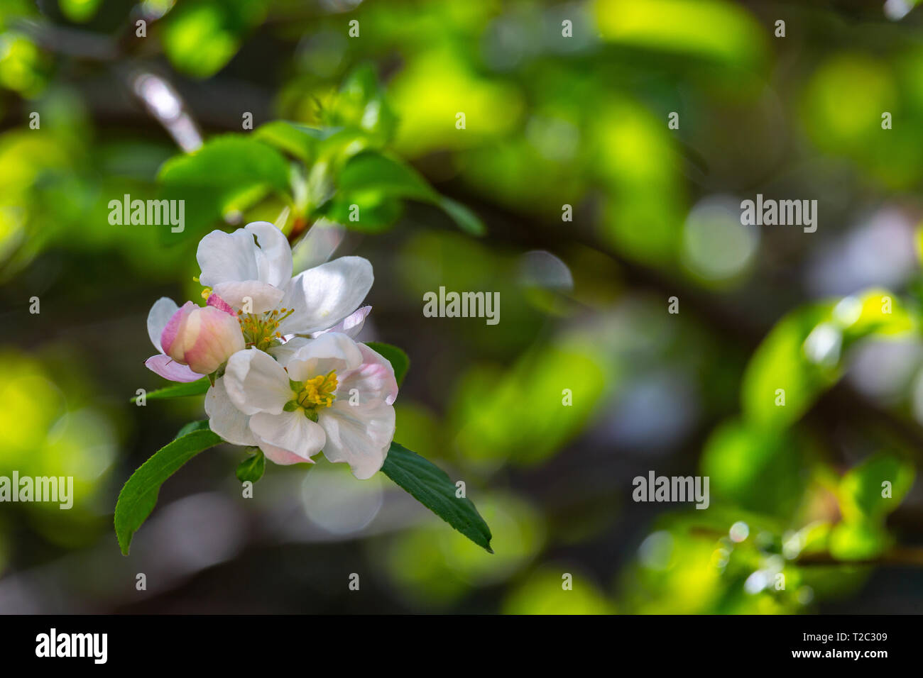 Apple fiorisce in primavera Foto Stock
